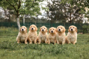 Read more about the article How to Choose the Right Golden Retriever Puppy for Your Family