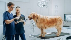 Read more about the article Golden Retriever Health: Common Issues and How to Prevent Them