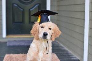 Read more about the article Essential Training Tips for Golden Retriever Puppies