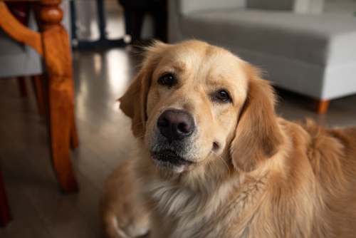 Golden Retriever Fun Facts: What Makes This Breed So Special?
