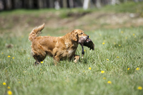 Read more about the article “The History of Golden Retrievers: From Hunting Companions to Beloved Pets”