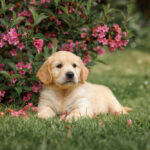 How to Train a Golden Retriever Puppy to Be Well-Mannered and Obedient