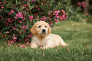 Read more about the article How to Train a Golden Retriever Puppy to Be Well-Mannered and Obedient