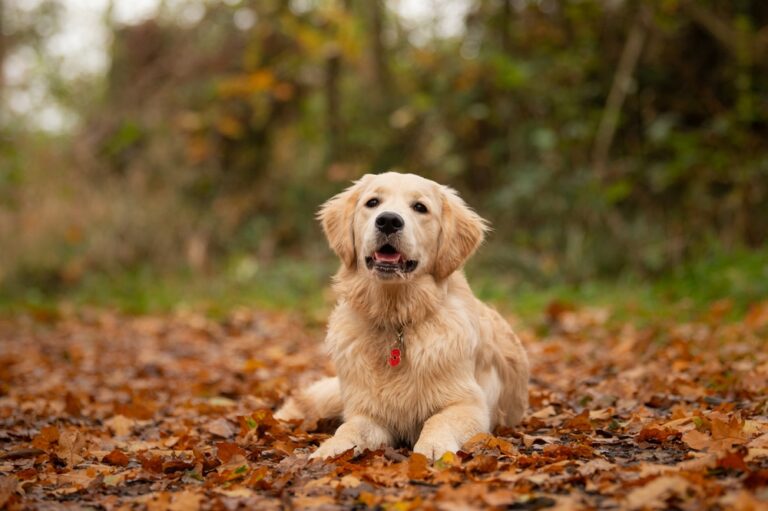 “Is a Golden Retriever the Right Dog for You? A Complete Guide for Prospective Owners”