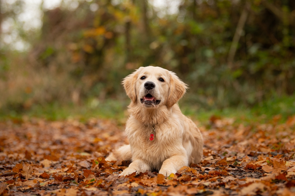 You are currently viewing “Is a Golden Retriever the Right Dog for You? A Complete Guide for Prospective Owners”