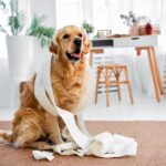 Golden Retriever Behavior Problems: How to Address and Prevent Them
