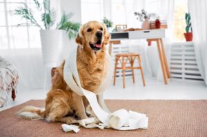 Read more about the article Golden Retriever Behavior Problems: How to Address and Prevent Them