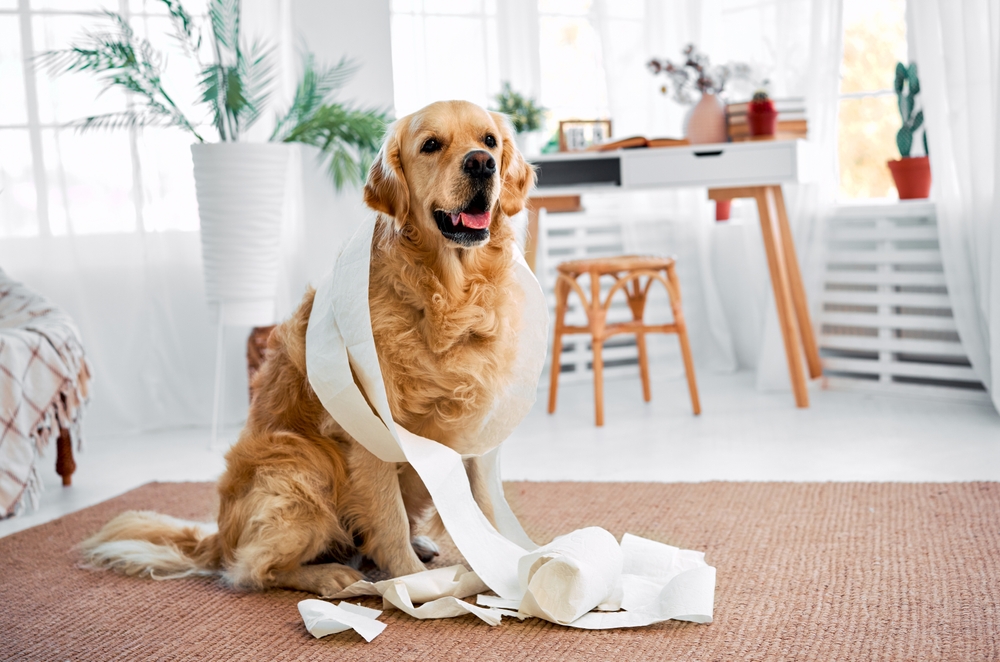 Read more about the article Golden Retriever Behavior Problems: How to Address and Prevent Them