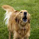 Why Do Golden Retrievers Bark So Much and How to Manage Excessive Barking?