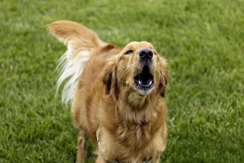 Read more about the article Why Do Golden Retrievers Bark So Much and How to Manage Excessive Barking?