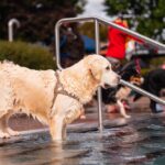 How to Socialize Your Golden Retriever for a Happy, Confident Dog
