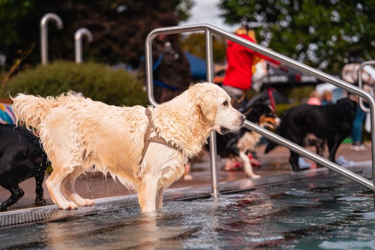 How to Socialize Your Golden Retriever for a Happy, Confident Dog