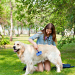 Golden Retriever Grooming 101: How to Keep That Coat Shiny and Healthy