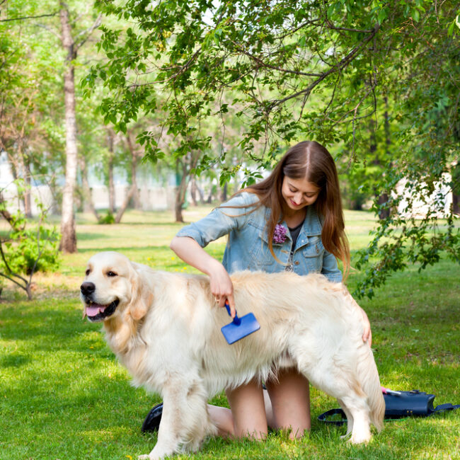 Picture of Golden Retriever 101: Owner's Guide - Grateful Paw
