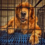 The Ultimate Guide to Crate Training Your Golden Retriever Step by Step