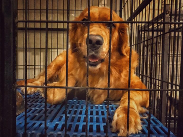 The Ultimate Guide to Crate Training Your Golden Retriever Step by Step