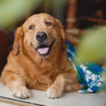 Golden Retriever Temperament & Personality