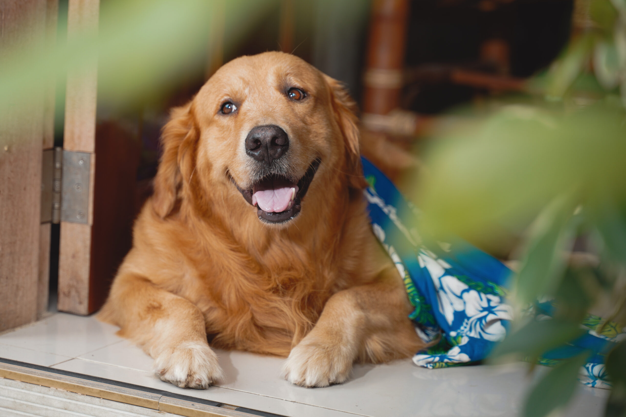Read more about the article Golden Retriever Temperament & Personality