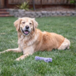 The Golden Retriever Temperament: Why They’re One of the Best Family Dogs