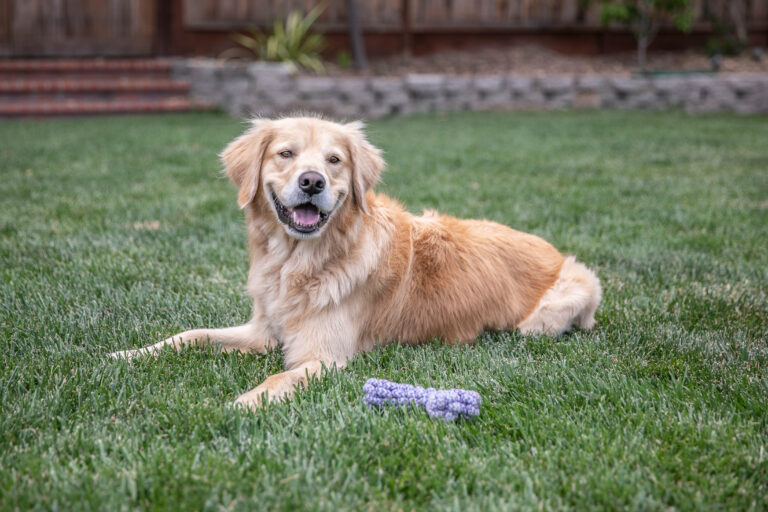 Golden Retriever sitting calmly on green lawn outdoors