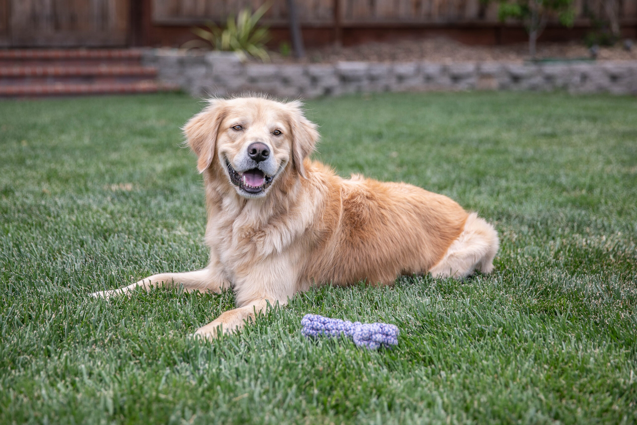 You are currently viewing The Golden Retriever Temperament: Why They’re One of the Best Family Dogs