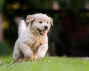 Read more about the article Golden Retriever Puppy Checklist: Everything You Need Before Bringing One Home